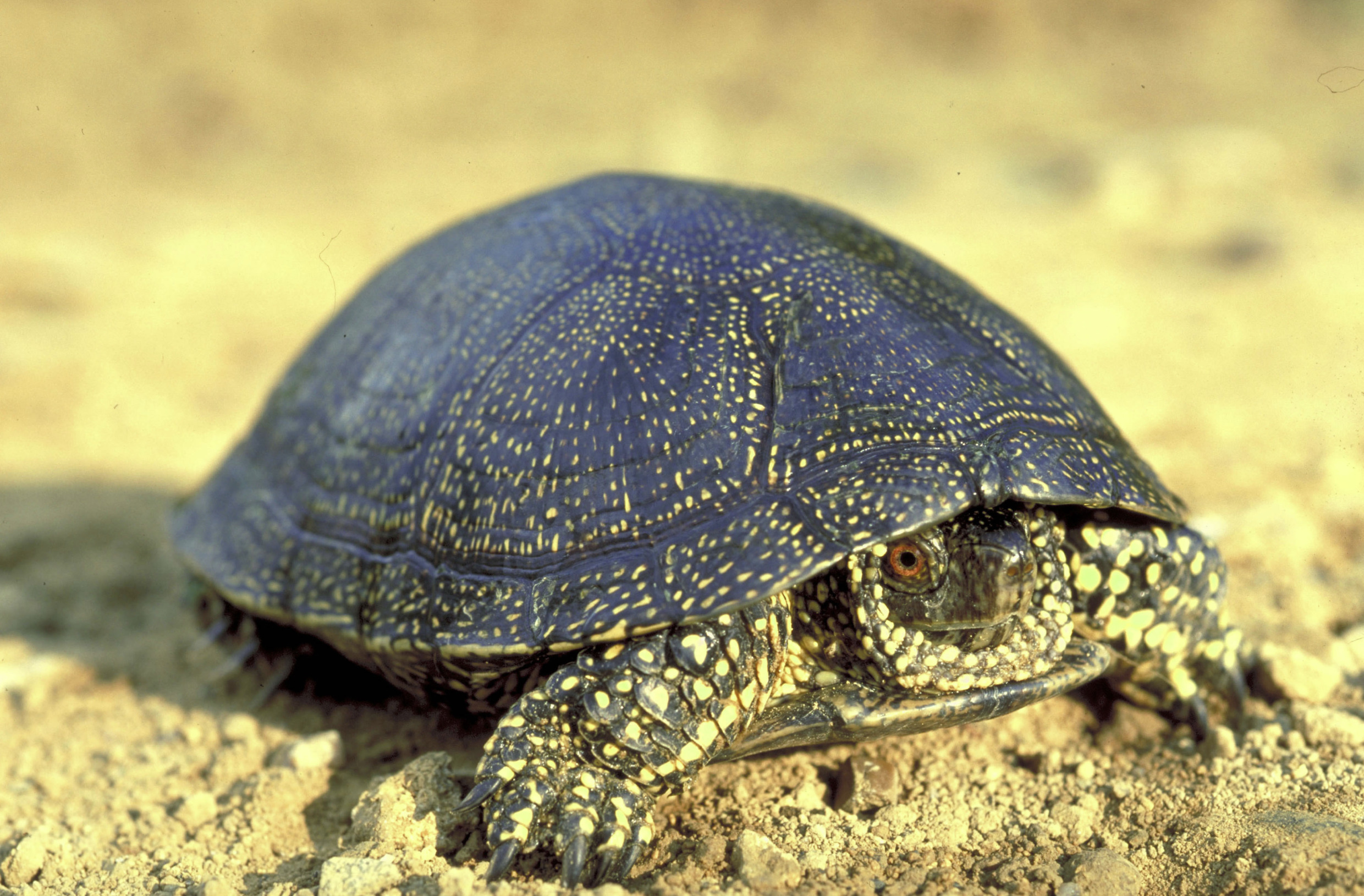 Колхидская Болотная черепаха фото