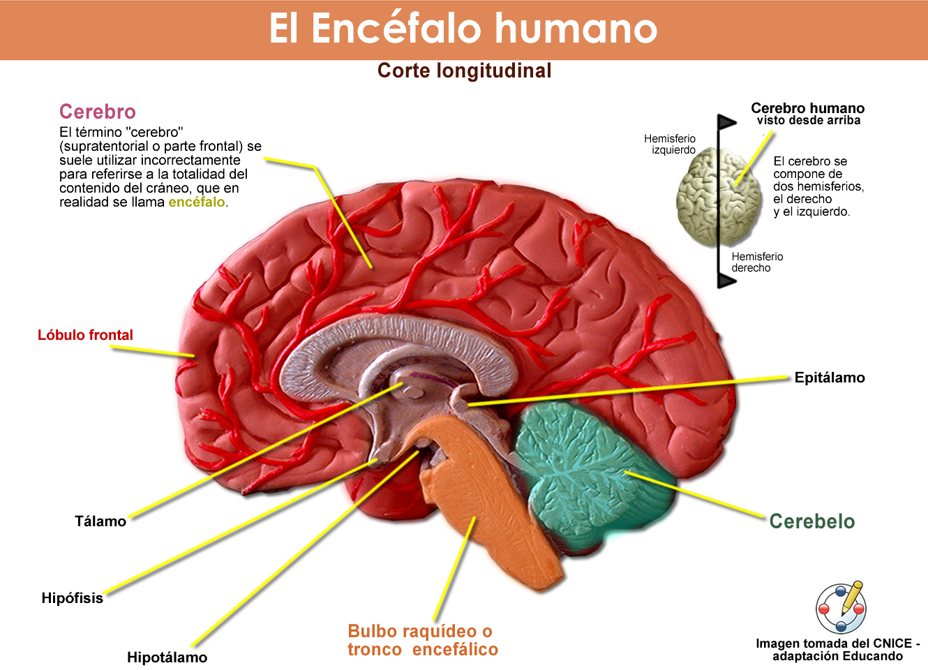 Dibujo del encefalo