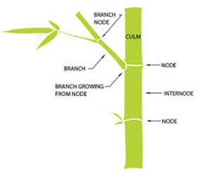 bamboo anatomy plant culm cuttings grow plants growing structure growth planting indoor node internode cutting grass leaves name trees section