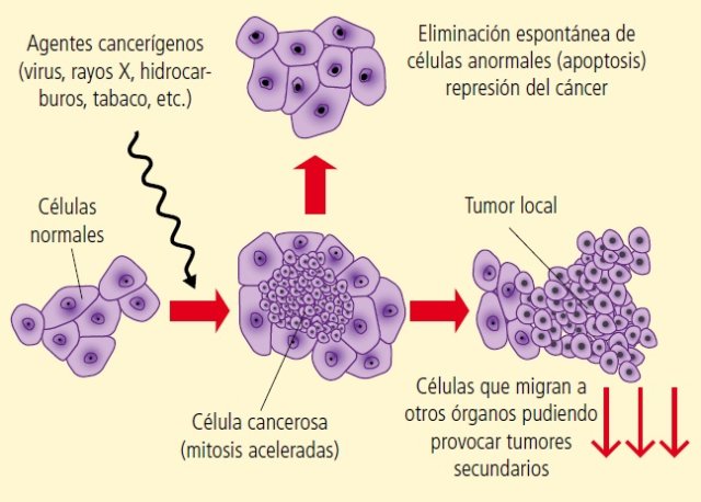 La cromática,que ya se ha publicado en la interfase mediante la replican,se condensa y forma los cromosomas.El nuleolo y la e