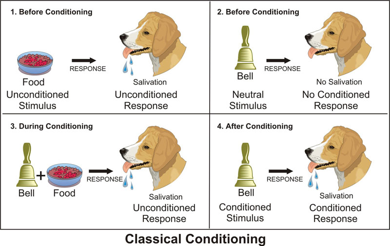 pavlov experiment