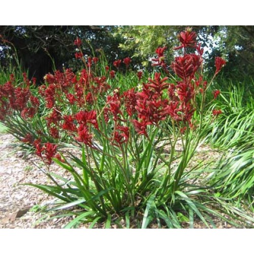 Savanna Biome's Project on emaze