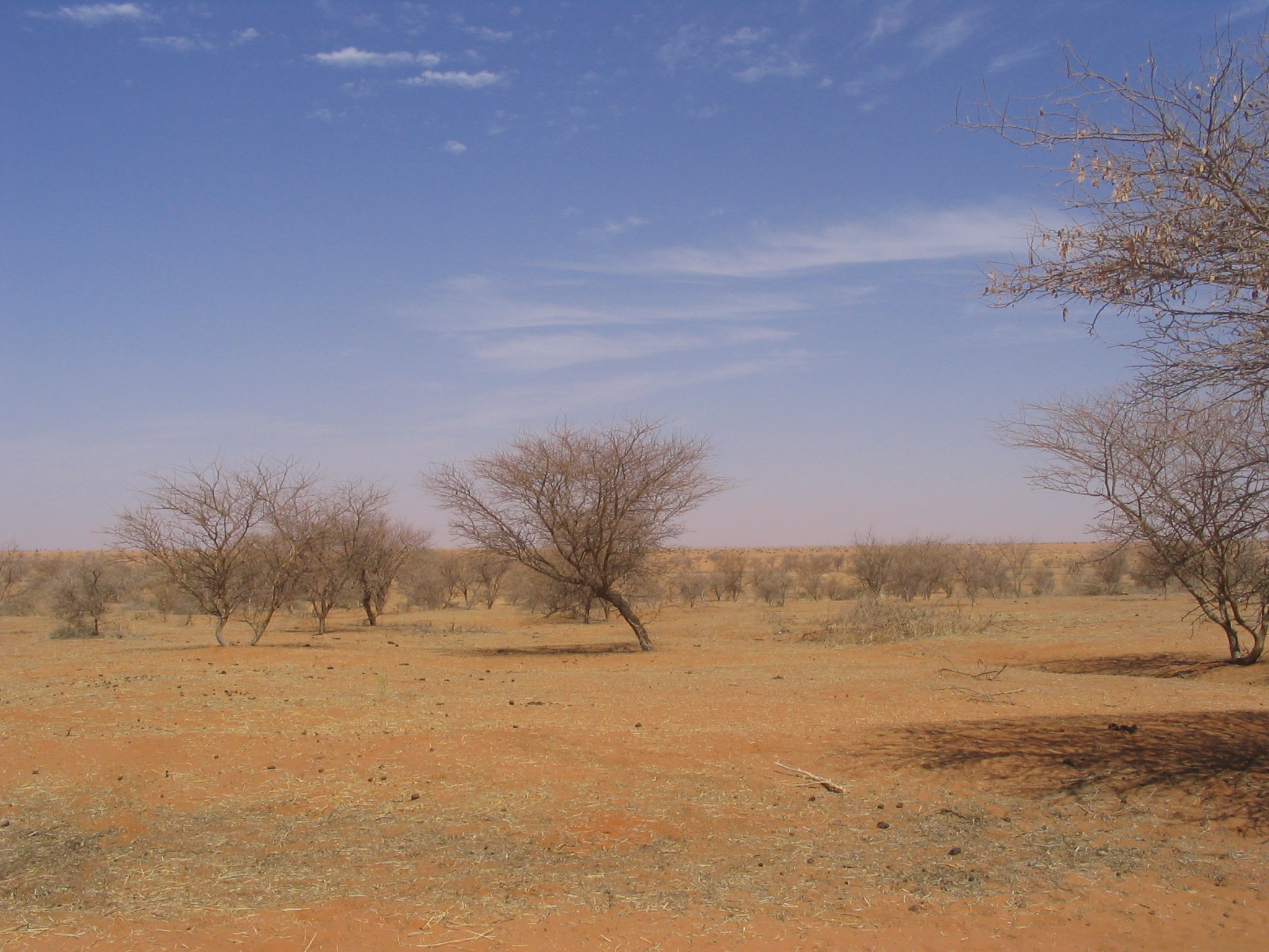 Саванны Африки сухой сезон