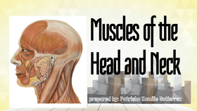 Muscles of the Head and Neck