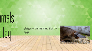 why mammals don't lay eggs at emaze Presentation