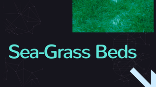 SEA-GRASS BEDS at emaze Presentation