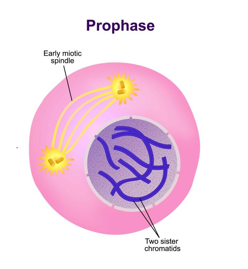 picture of prophase