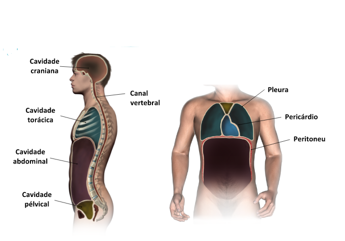 Resultado de imagem para direÃ§Ãµes anatÃ³micas do corpo humano