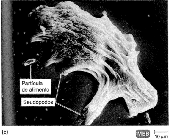 Módulo I - Introducción a la Microbiología y el Microscopio at emaze ...