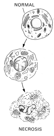 APOPTOSIS VS NECROSIS On Emaze