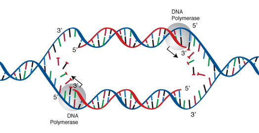 DNA Replication 101 on emaze enzyme substrate complex unlabeled diagram 