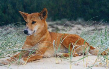 DINGO at emaze Presentation