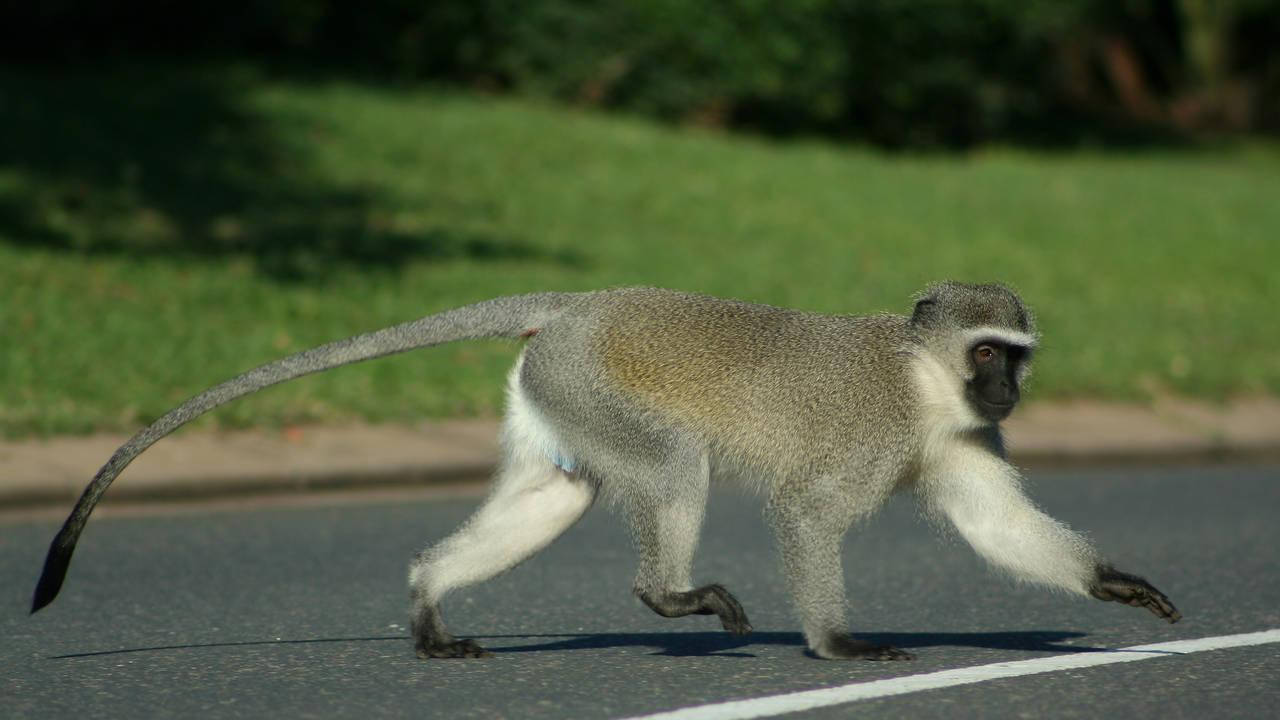 Monkey Escorts