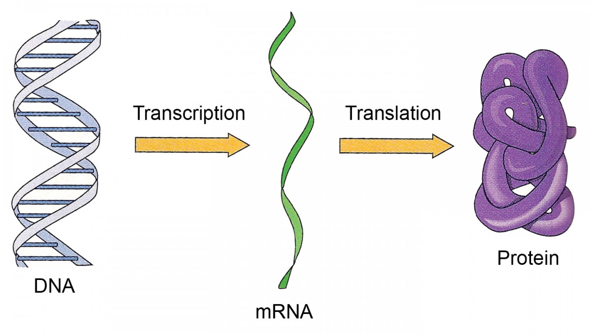 Белковая рнк. ДНК РНК белок схема. Схема транскрипции синтеза белка. Схема биосинтеза белка ДНК-РНК. Схема биосинтеза белка РНК ДНК белок.