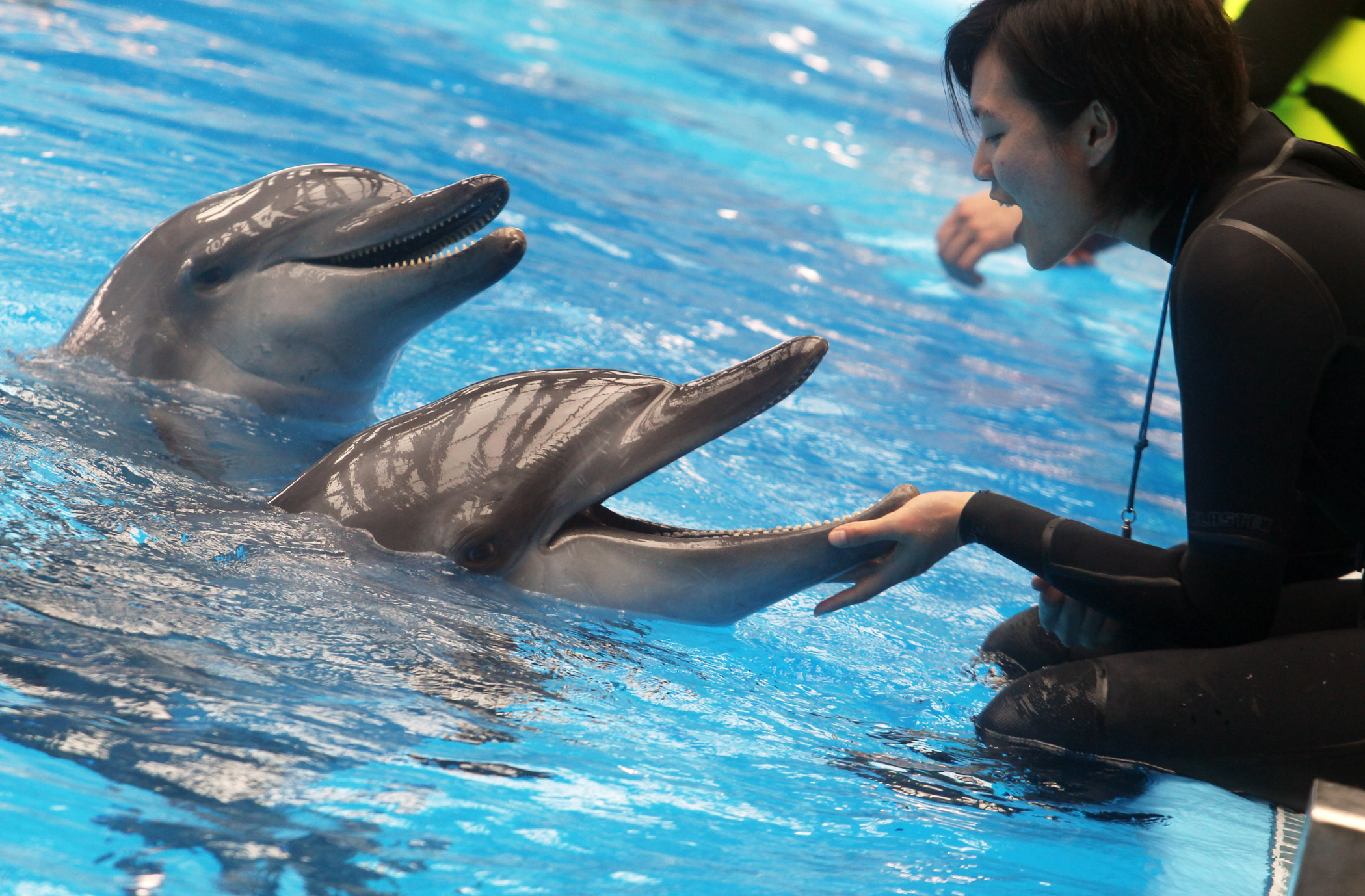 Удовольствие с дельфином. Dubai Dolphinarium. Бассейн Дельфин. Купание с дельфинами. Дельфины и люди.