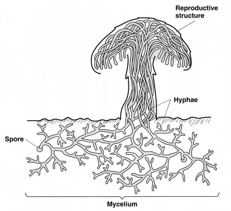 b a Nertices is the plural form Make two more examples of each of the