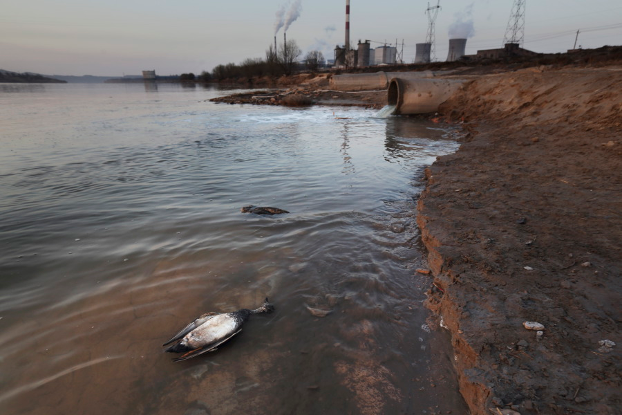 Вода в реке амур. Грязная река Амур. Загрязнение Обь Новосибирск. Загрязненная река Амур. Загрязнение реки Обь.