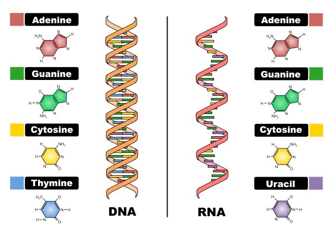 RNA targeting with CRISPR-Cas13. | defilo.com