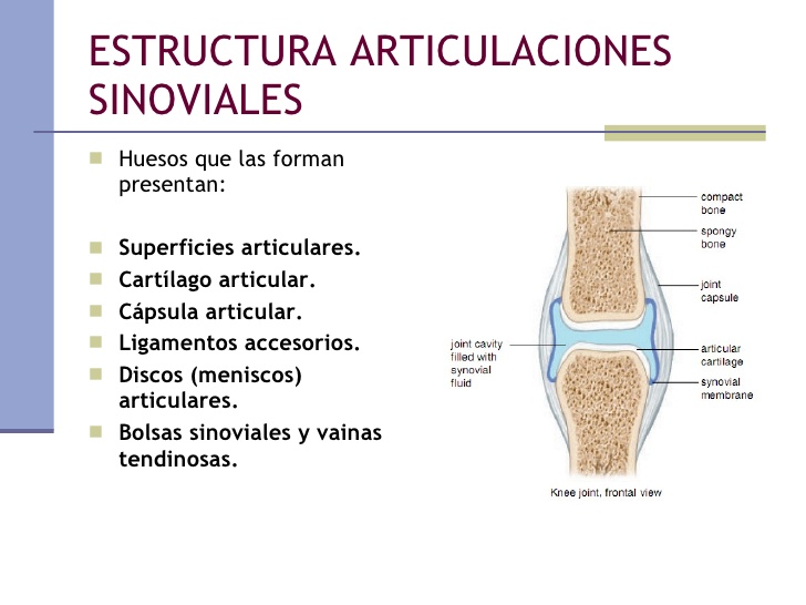 Articulaciones Cartilaginosas Fibrosas Y Sinoviales On Emaze 4788