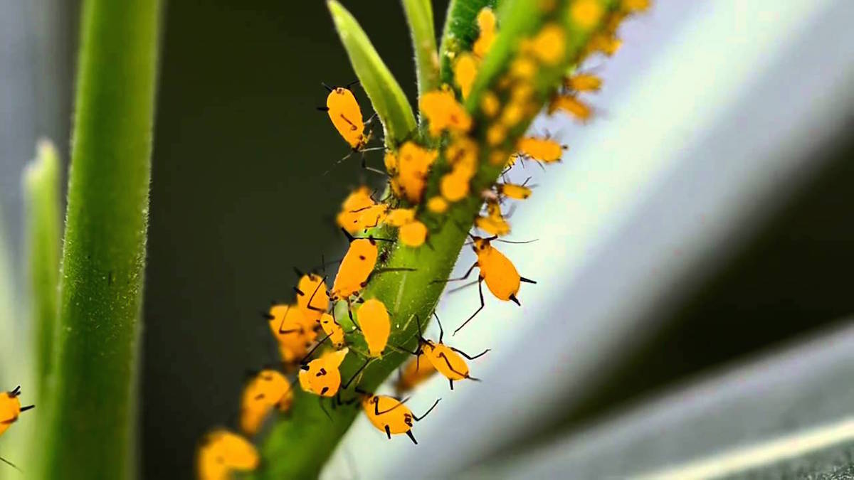 Que hacer para eliminar los pulgones de las plantas