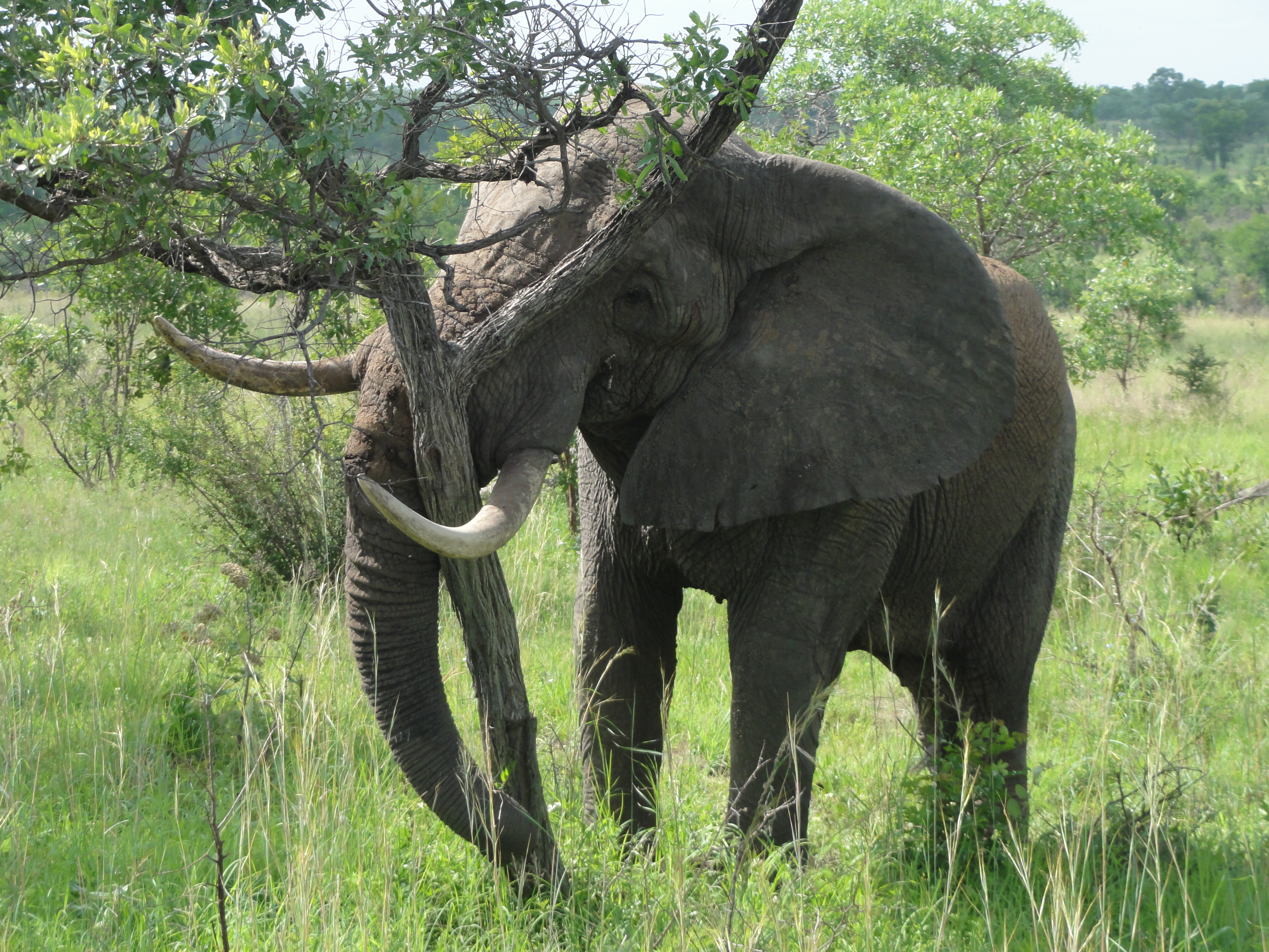 Elephants time. Слоны. Африканские слоны. Слоны и дерево. Слоновое дерево.