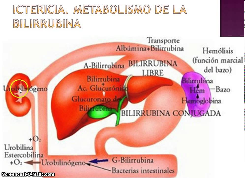 Metabolismo acelerado causas