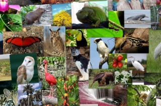 Resultado de imagen para fauna de yucatan collage