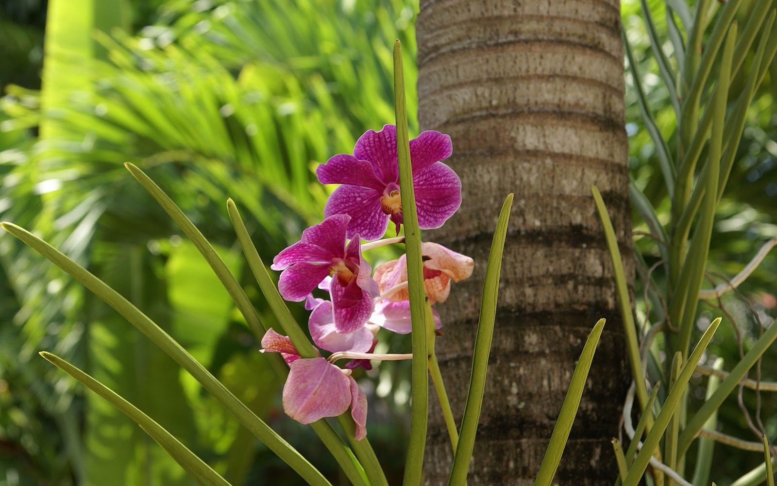 Orchid Hanging On Tree. Vanda orchids, Beautiful orchids, Hanging orchid