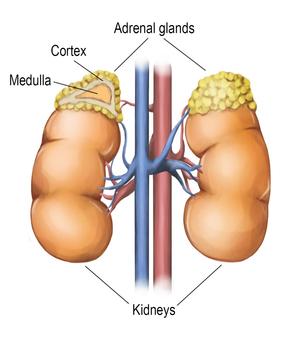where are your adrenal glands located