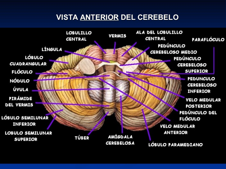 cerebelo anatomia on emaze - embogolodgesuganda.com