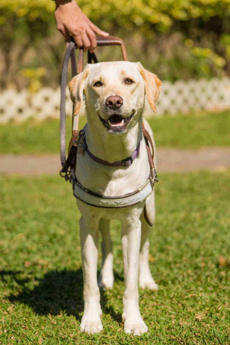 Difficulties in using a guide dog by visually impaired copy1 on emaze