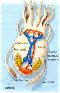 Resultado de imagen de cefalopodos circulación