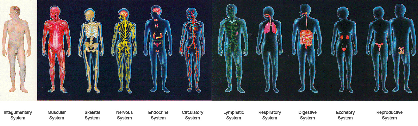 Человеческий организм в основном в. 12 Систем организма человека. Системы тела человека. Системы органов организма человека. Сустмы организма человека.