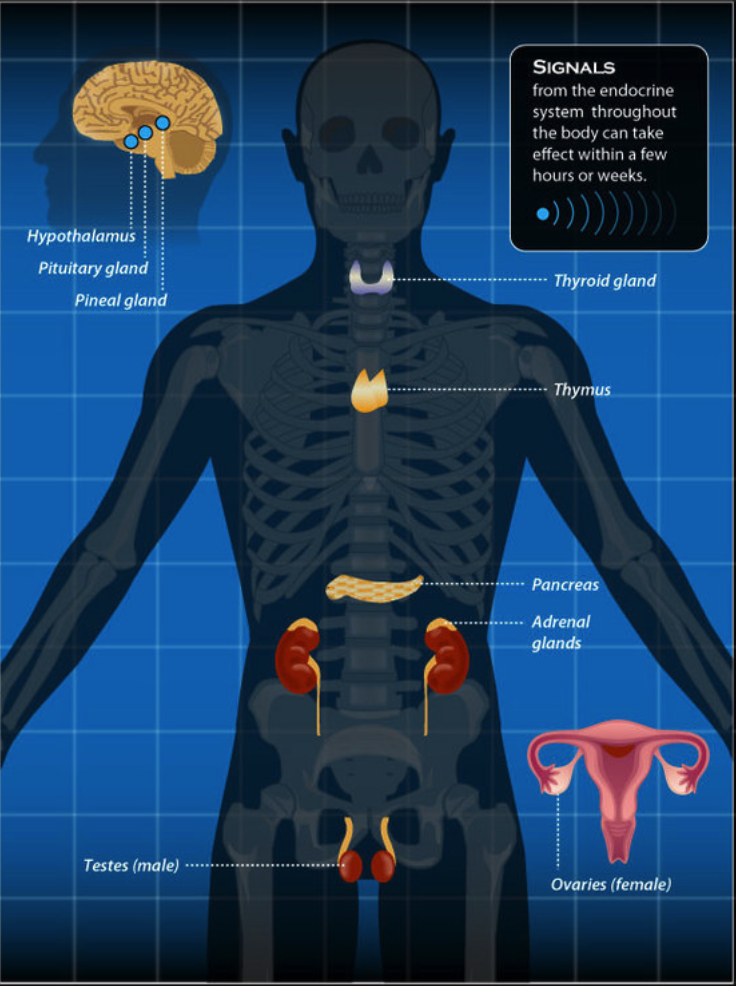 Homeostasis_Alcohol on emaze