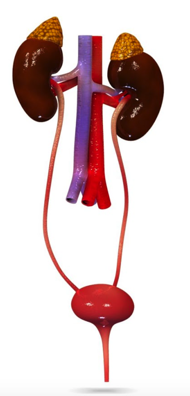 Homeostasis_Alcohol on emaze