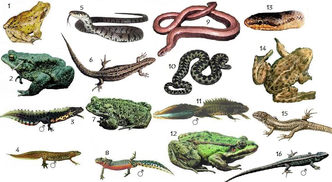 Размеры рептилий. Лягушки, Жабы, тритоны и Саламандры. Рептилии и земноводные. Рептилии для детей. Земноводные животные для дошкольников.