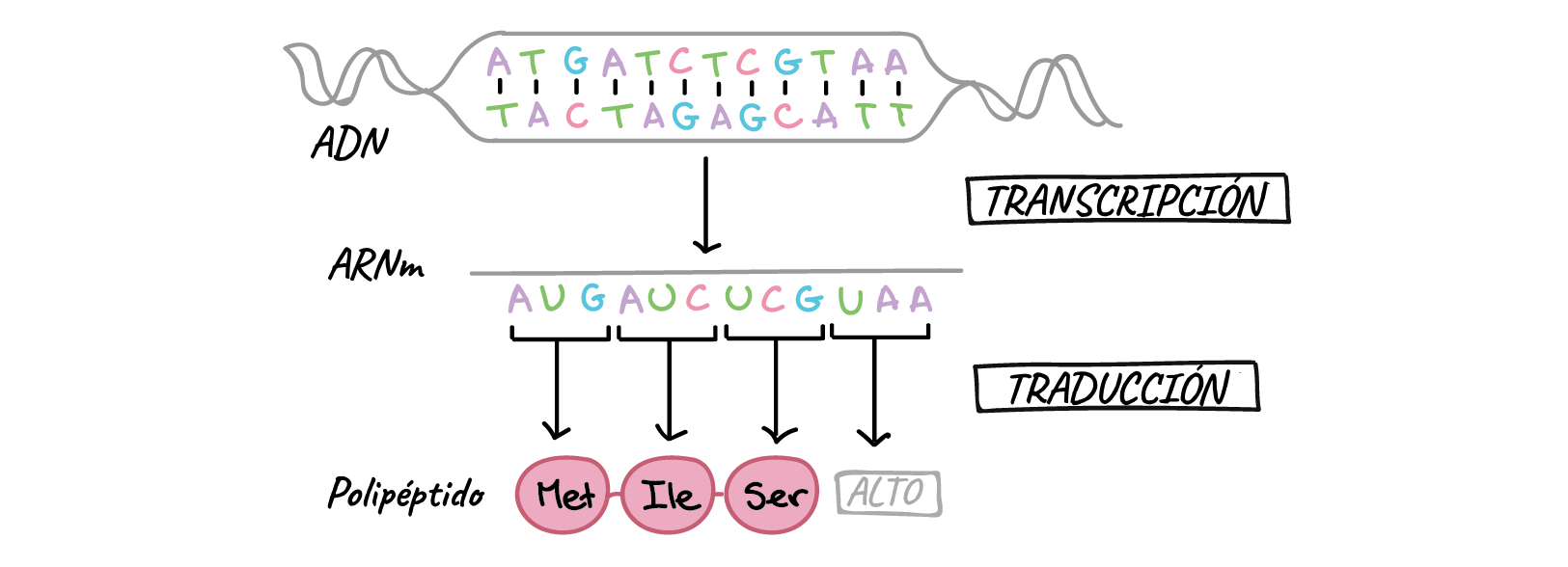 https://es.khanacademy.org/science/ap-biology/gene-expression-and-regulatio...