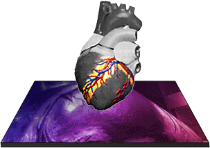 Circulatory System at emaze Presentation