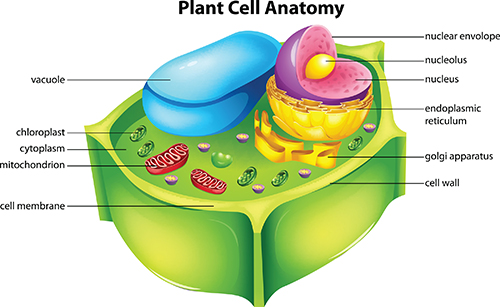 Cell Biology On Emaze