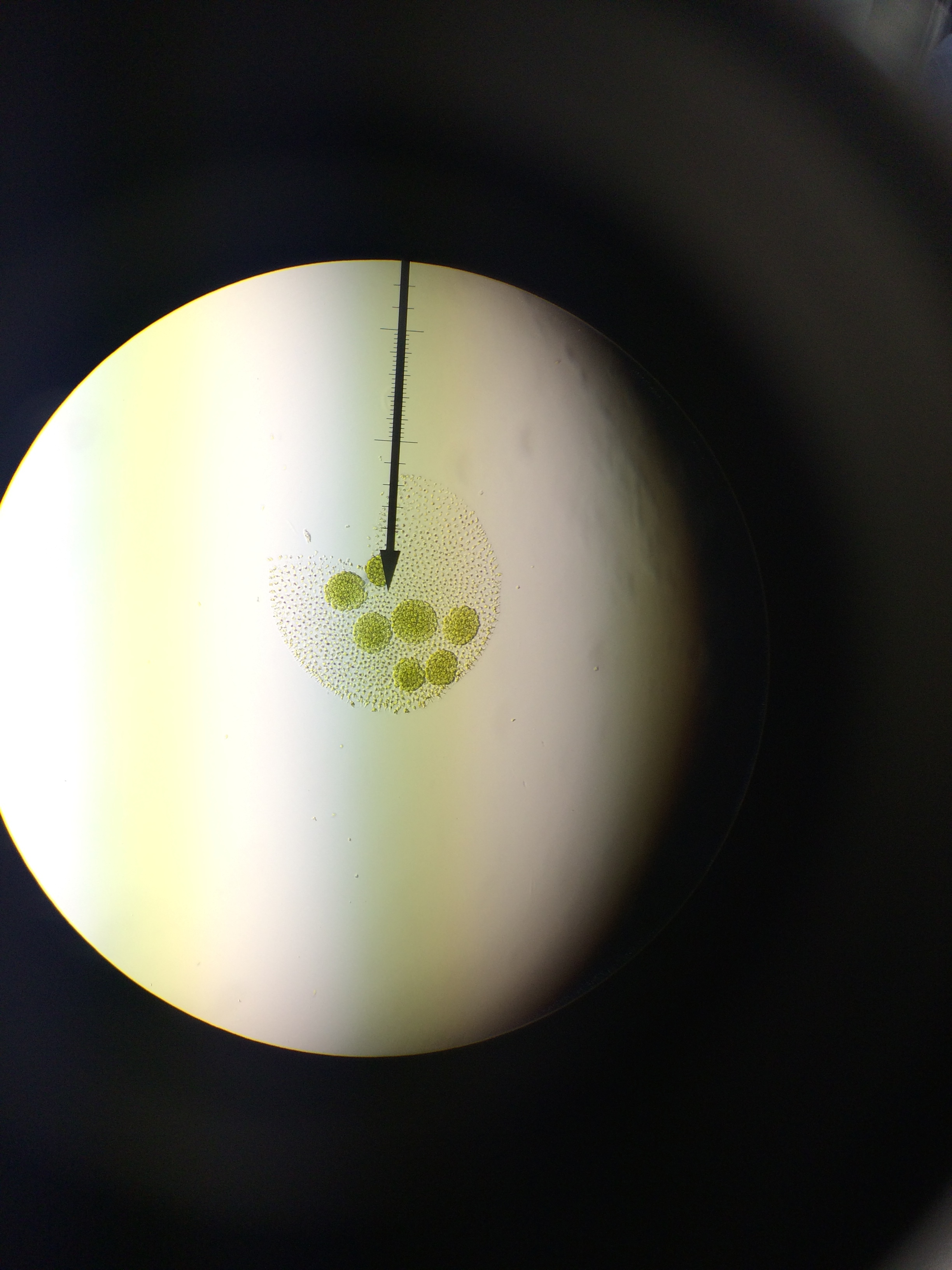 Protista Lab at emaze Presentation