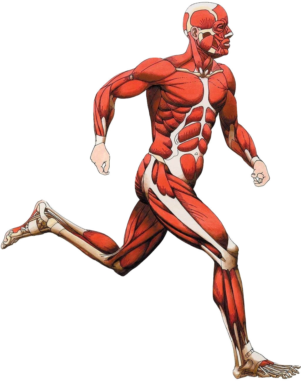 muscular-system-on-emaze