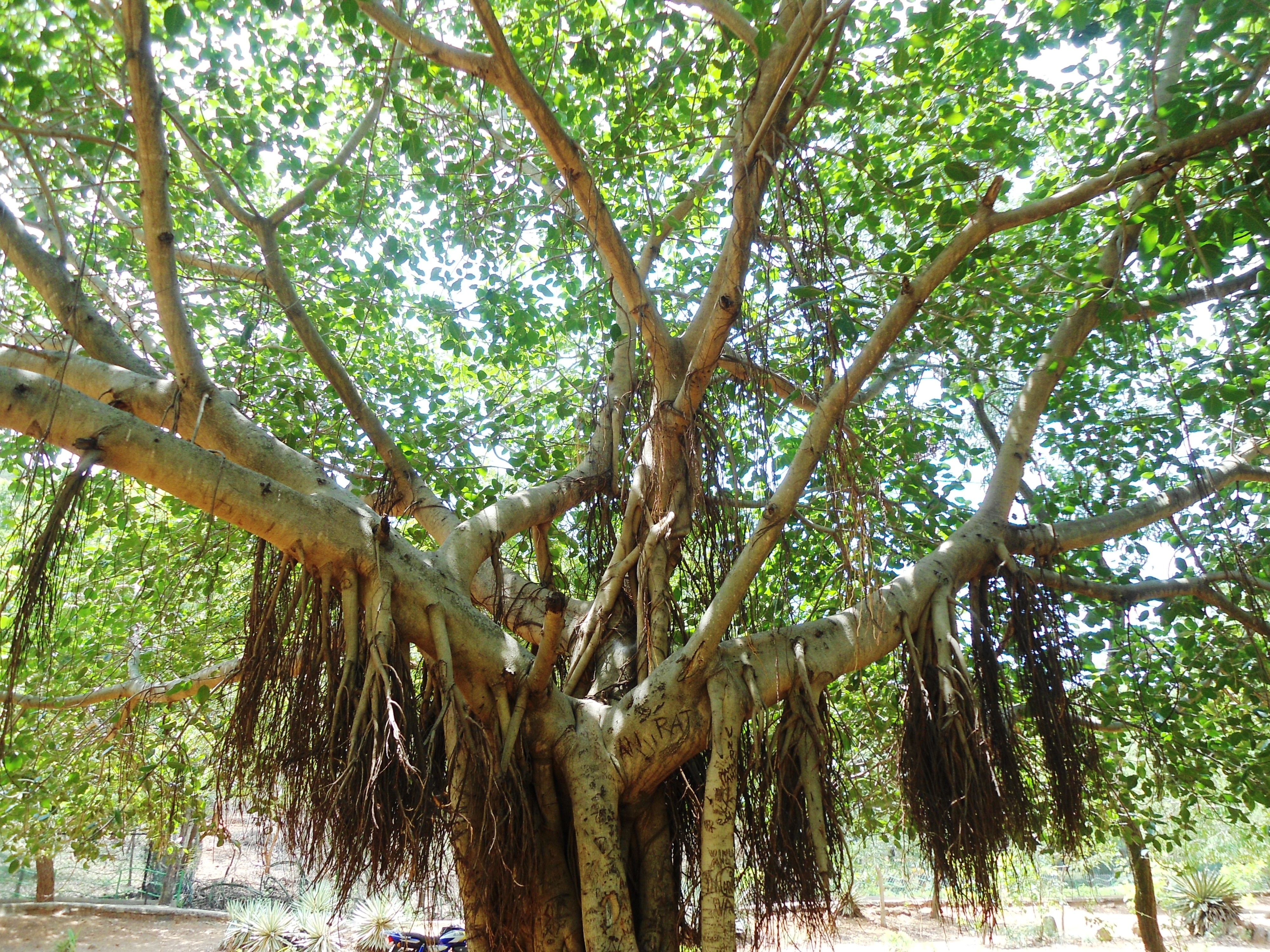 Ficus Benghalensis at emaze Presentation