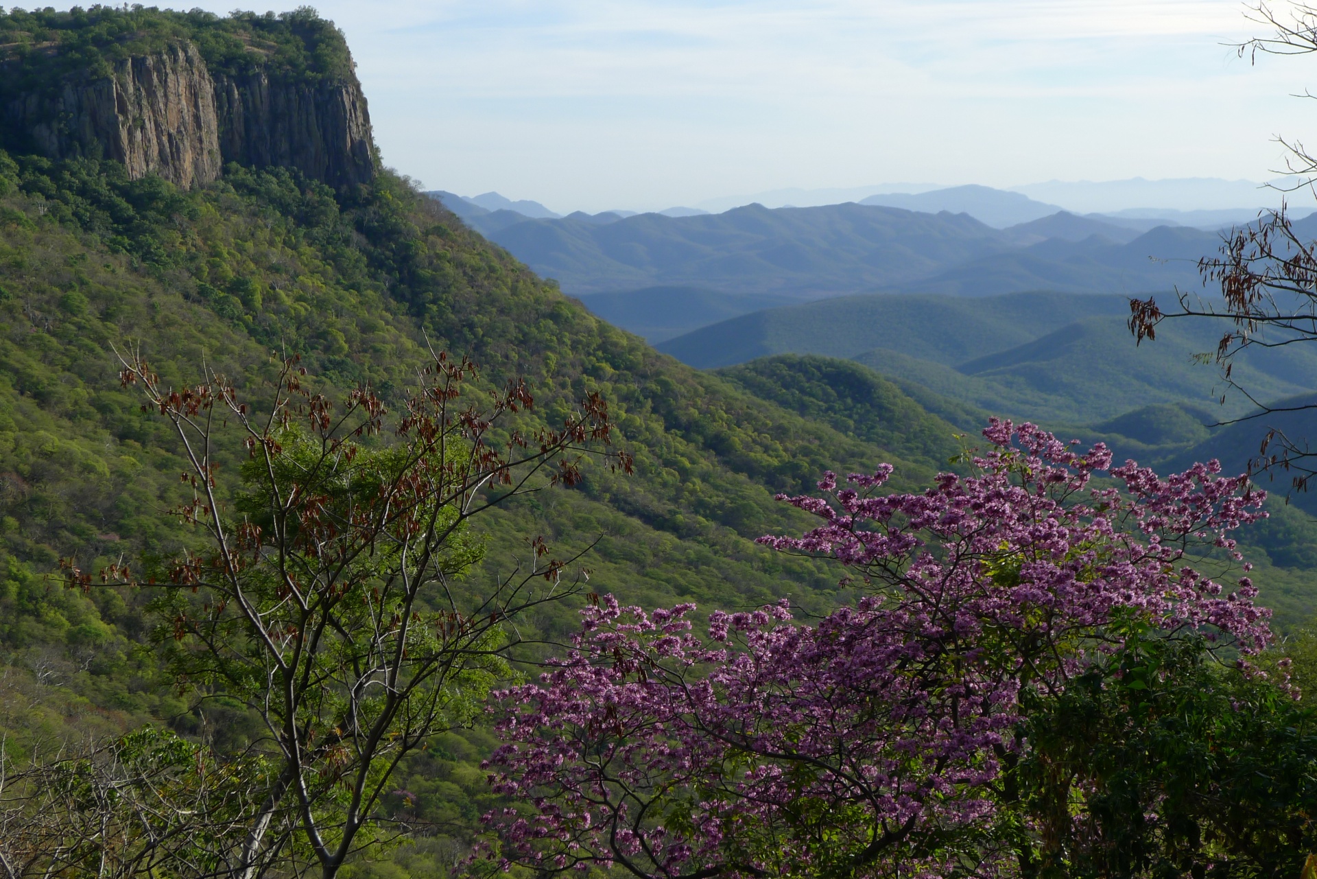 Малайзия бразилия. Лианы на скале. Tropical deciduous Forest. Лианы в Африке фото.
