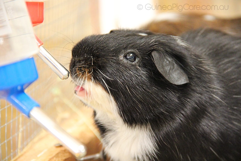 how to get a guinea pig to drink water