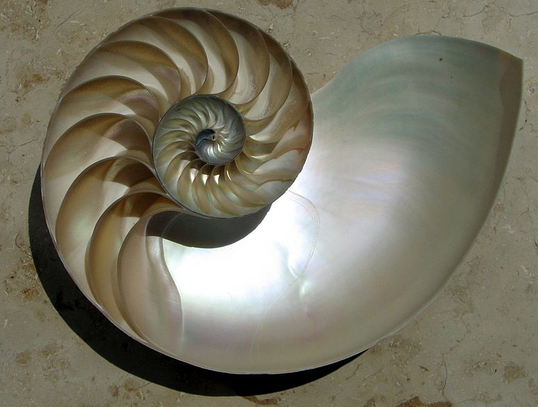 Fibonacci Sequence at emaze Presentation