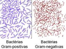 Грамм бактерии