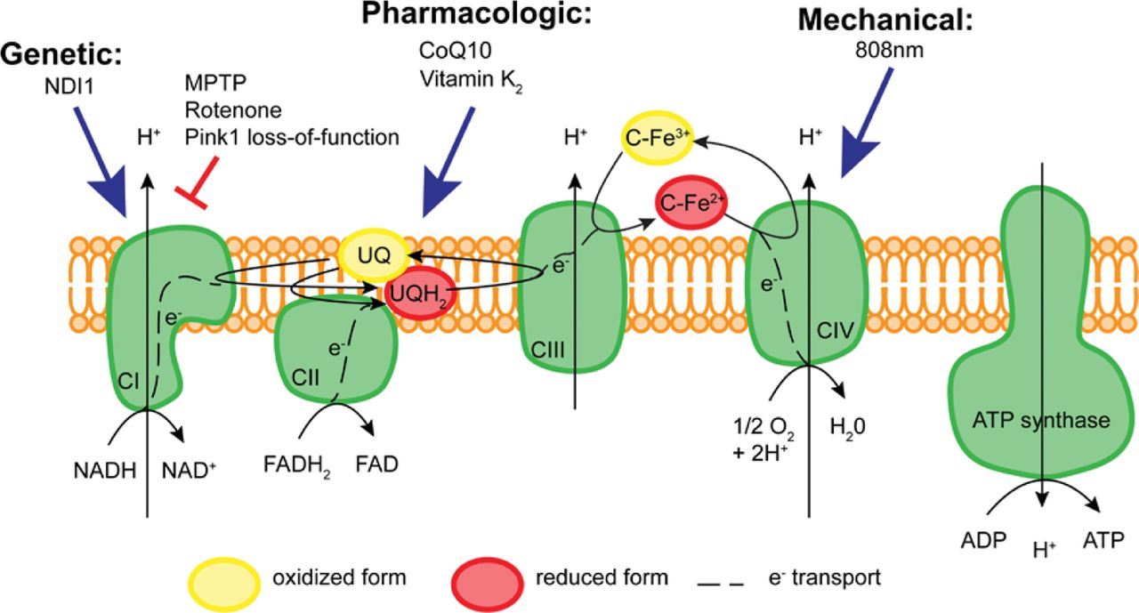 Цепи митохондрий. Electron transport Chain. Respiratory Electron transport. Electron transport Chain 3 Complex. Enzyme Assay Electron transport Chain.