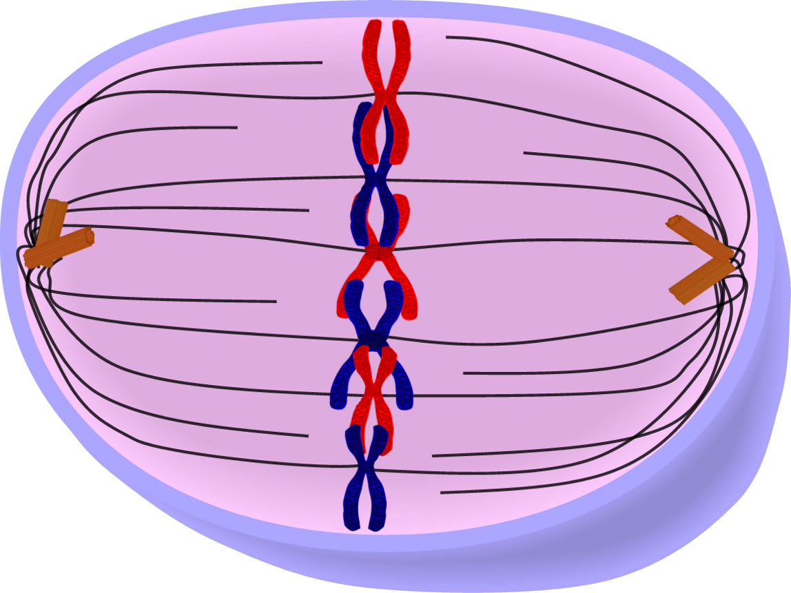 Cell Division on emaze