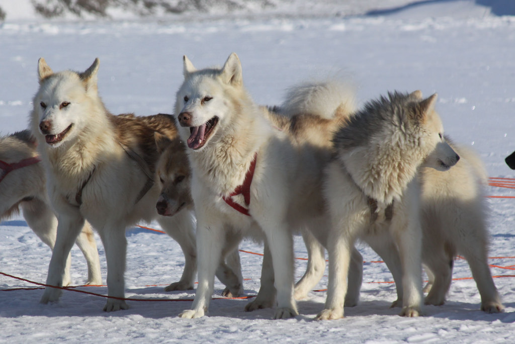 History of Dog Sledding on emaze
