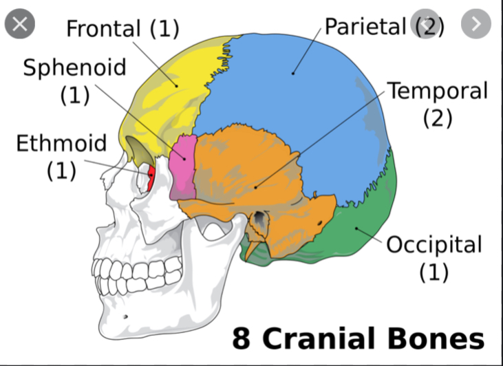 the-skeletal-system-on-emaze